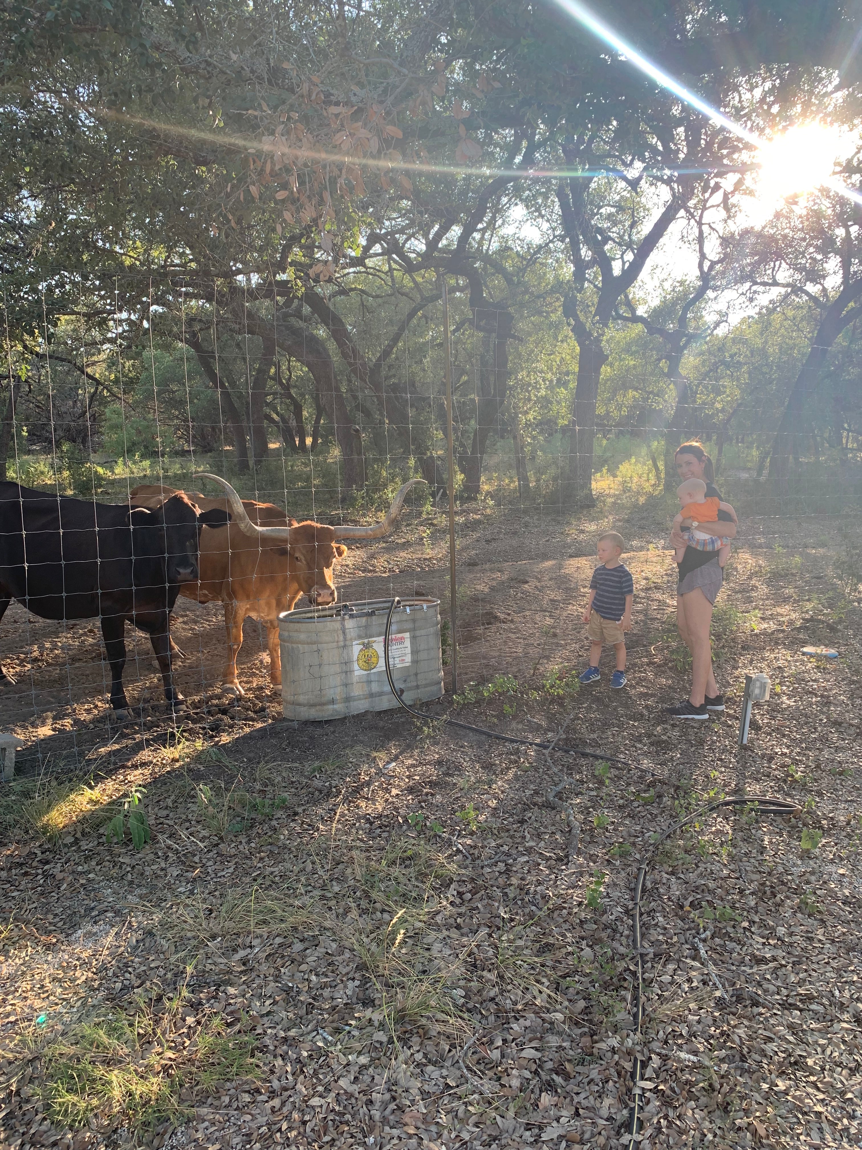 A woman and a young child stand in a fenced farm paddock with cows and trees in the background, with bright sunlight shining through the leaves. A white plastic tub is on the ground near the fence.