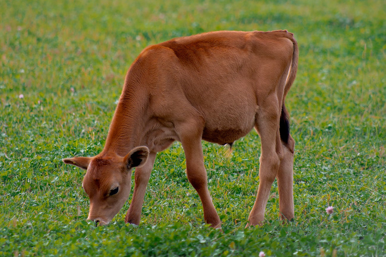 Brown cow grazing in a green field